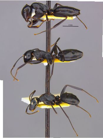Media type: image;   Entomology 8723 Aspect: habitus lateral view
